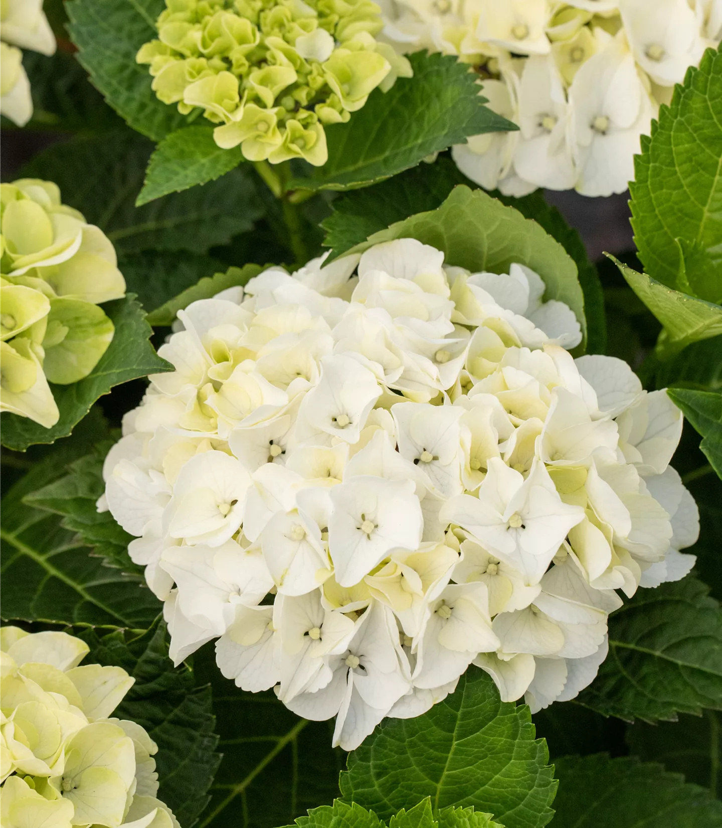 Hydrangea macrophylla 'Endless Summer'