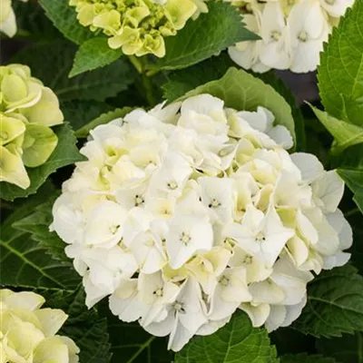 Topfgrösse 4 Liter - Hortensie - Hydrangea macrophylla 'Endless Summer'