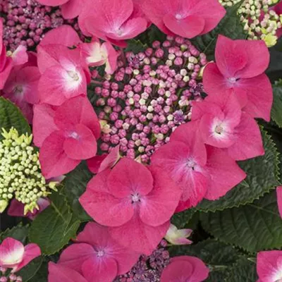 Topfgrösse 4 Liter - Hortensie - Hydrangea macrophylla 'Kardinal'