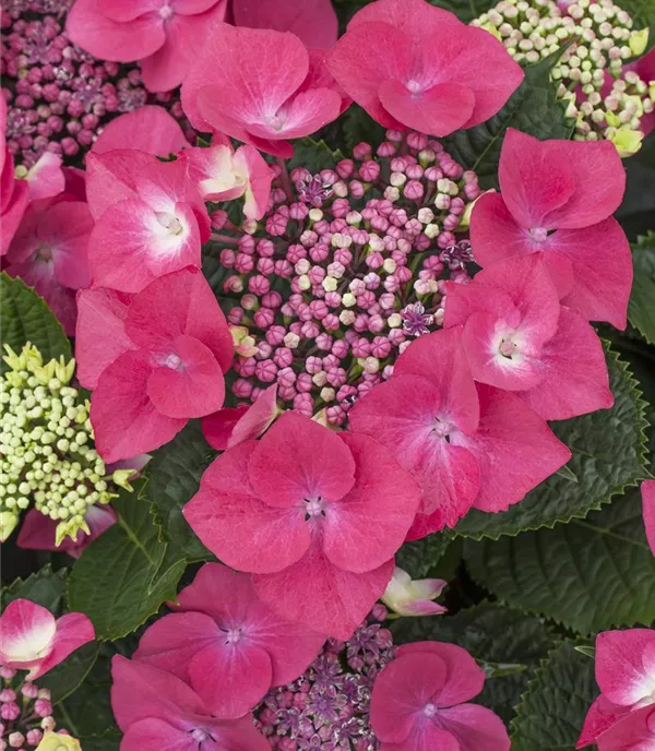 Hydrangea macrophylla 'Kardinal'