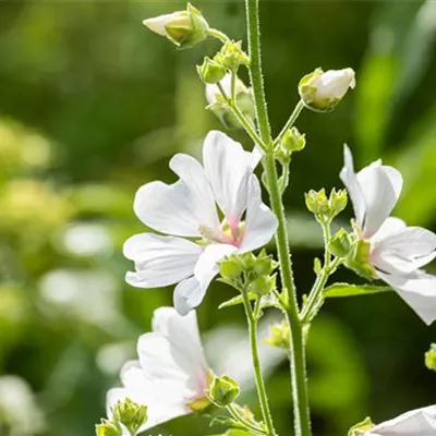 Topfgrösse 1 Liter - Buschmalve, Strauchmalve - Lavatera 'Barnsley'