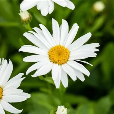 Topfgrösse 1 Liter - Sommermargerite - Leucanthemum 'Silberprinzesschen'