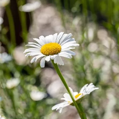 Topfgrösse 1 Liter - Leucanthemum vulgare CH-Oekotyp