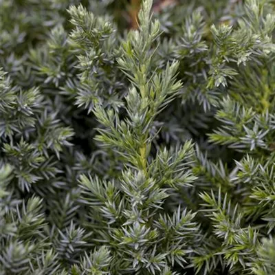 im Container 20 - 25 - Blauzederwacholder - Juniperus squamata 'Blue Star'