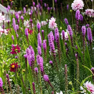 Topfgrösse 1 Liter - Prachtscharte - Liatris spicata