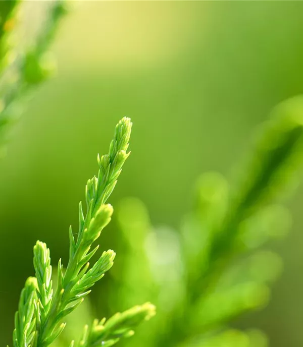 Juniperus pfitzeriana (x) 'Mint Julep'