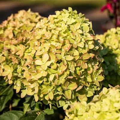 Topfgrösse 4 Liter - Rispen-Hortensie - Hydrangea paniculata 'Little Lime'