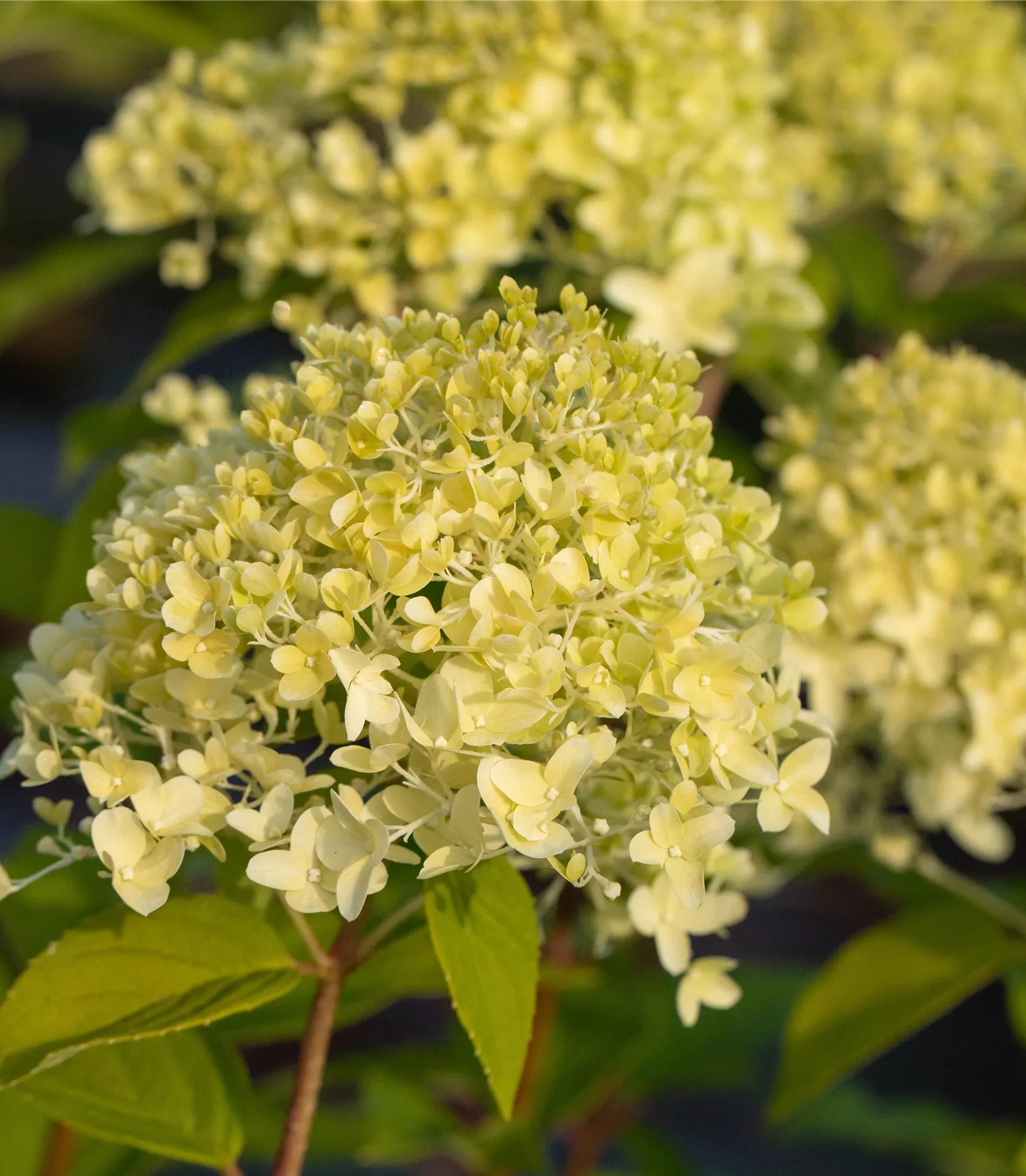 Hydrangea paniculata 'Limelight'