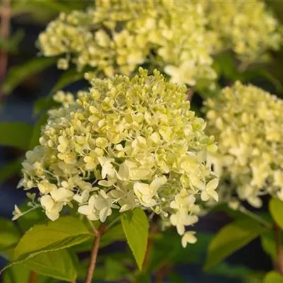 Topfgrösse 7 Liter - Rispen-Hortensie - Hydrangea paniculata 'Limelight'