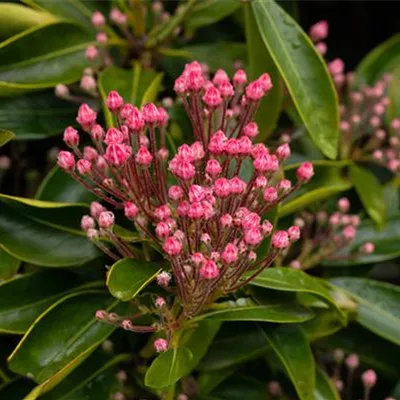 im Container 30 - 40 - Lorbeerrose, Berglorbeer - Kalmia latifolia