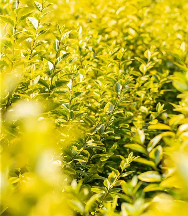 Ligustrum ovalifolium 'Aureum'