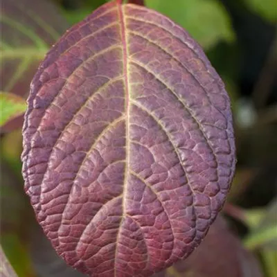 Topfgrösse 4 Liter - Gartenhortensie - Hydrangea serrata 'Preziosa'