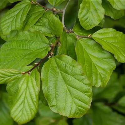 SPALIER/ 150 - 100 - Persische Parrotie - Parrotia persica