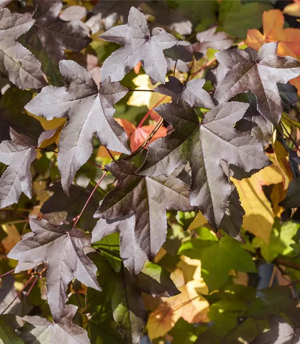 Liquidambar styraciflua