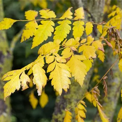 im Container 200 - 250 - Koelreuteria paniculata Schirmform