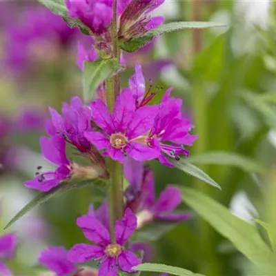 Topfgrösse 1 Liter - Blut-Weiderich - Lythrum salicaria