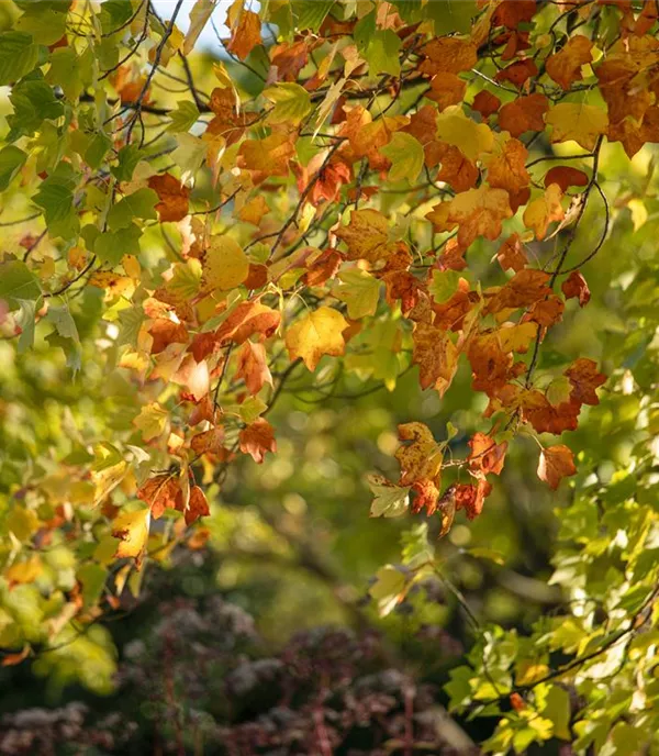 Liriodendron tulipifera