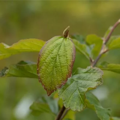 Hochstamm mit Ballen Stammumfang 14 - 16cm - Vasen-Parrotie - Parrotia persica 'Vanessa'