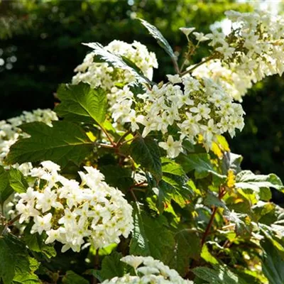 im Container 30 - 40 - Hortensie - Hydrangea quercifolia