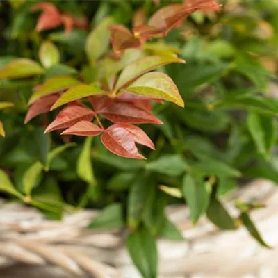 Container 50 - 60 - Gartennandine - Nandina domestica