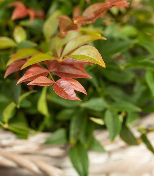 Nandina domestica