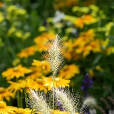 Topfgrösse 0.5 Liter - Federborstengras - Pennisetum alop. 'Little Bunny'