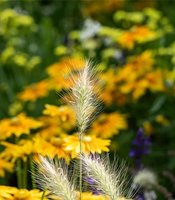 Pennisetum alop. 'Little Bunny'