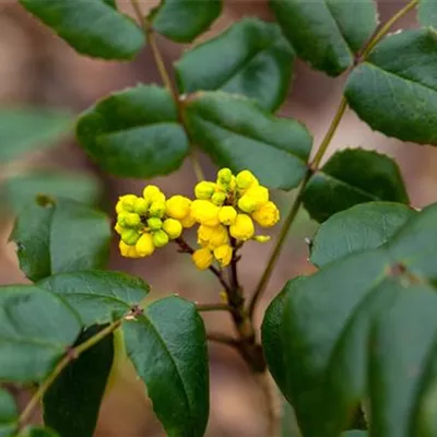 Container 50 - 60 - Mahonie - Mahonia media (x) 'Winter Sun'