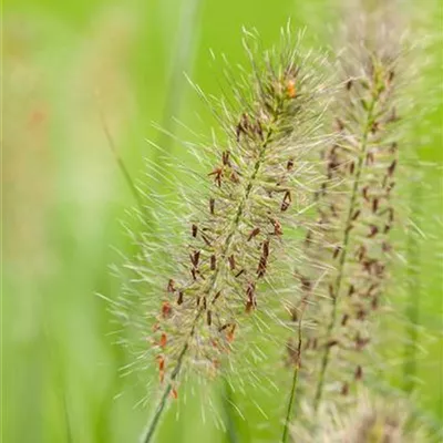 Topfgrösse 1 Liter - Federborstengras - Pennisetum alopecuroides 'Hameln'