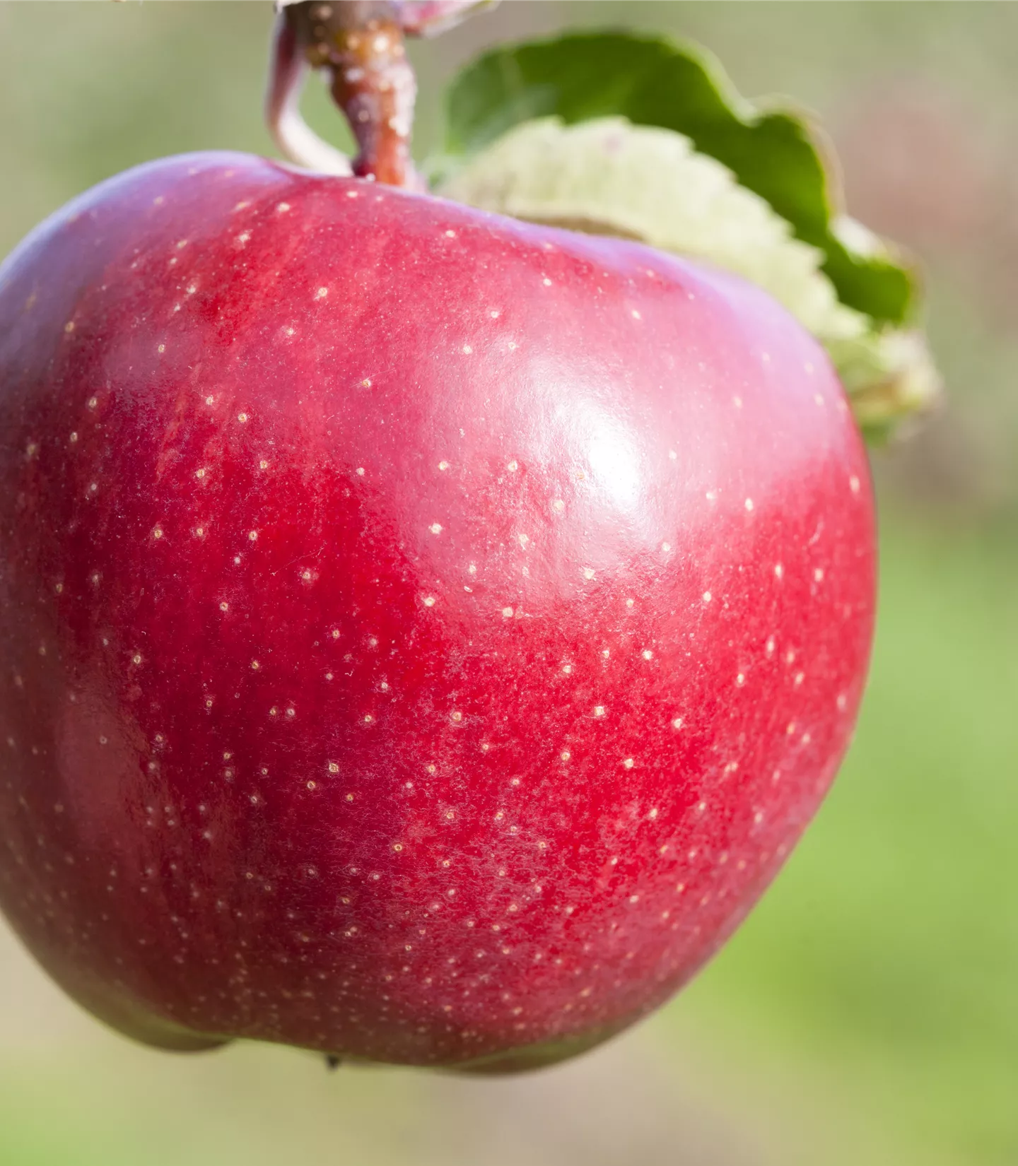 Malus (Apfel) 'Jonagold'