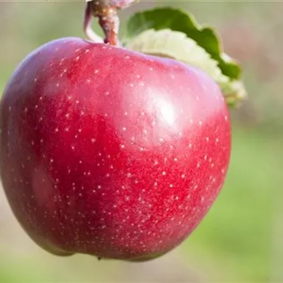 Pyramide wurzelnackt - Apfel 'Jonagold' - Malus (Apfel) 'Jonagold'