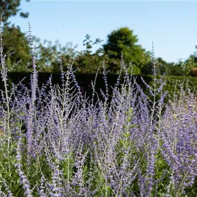 Topfgrösse 4 Liter - Perovskie - Perovskia atriplicifolia