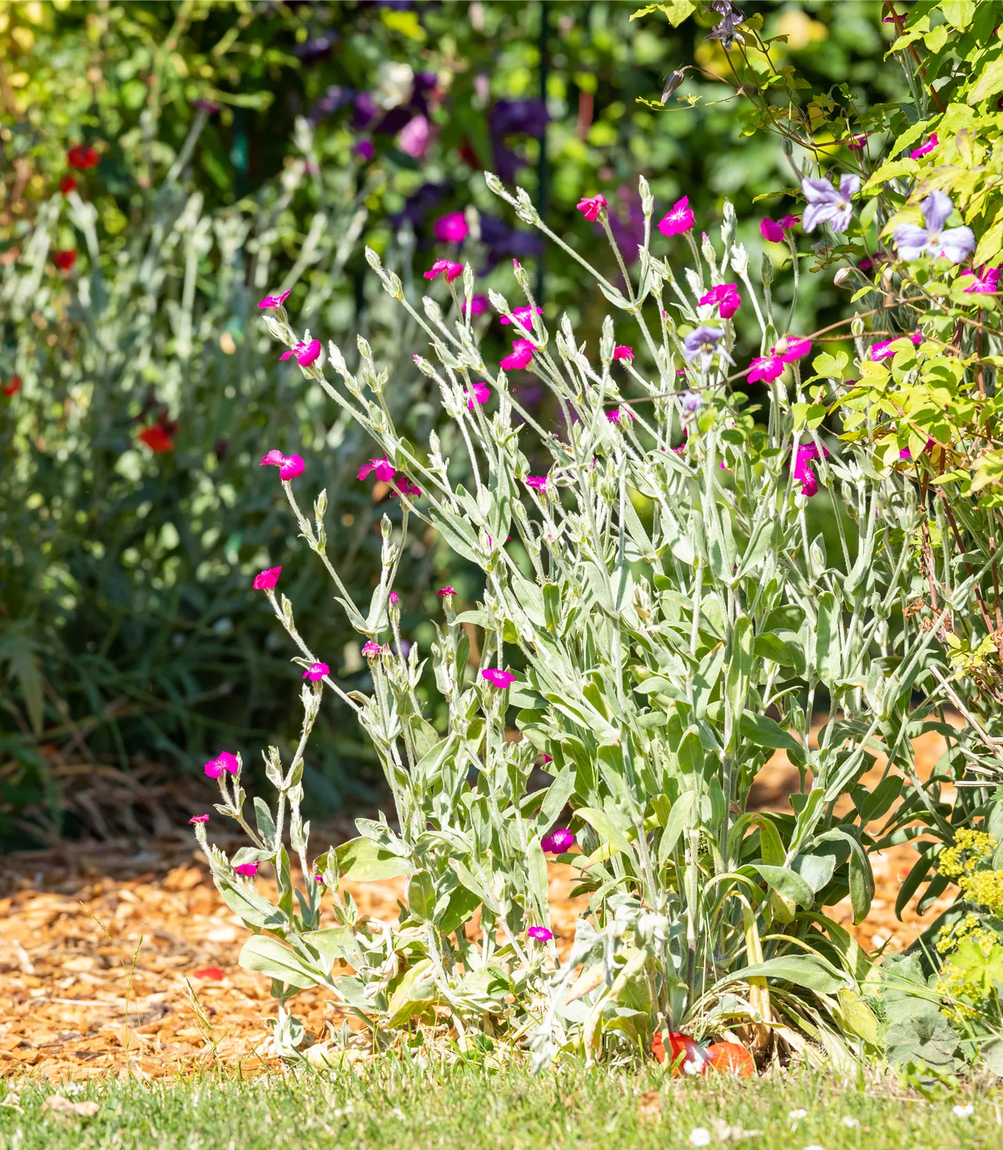 Lychnis coronaria