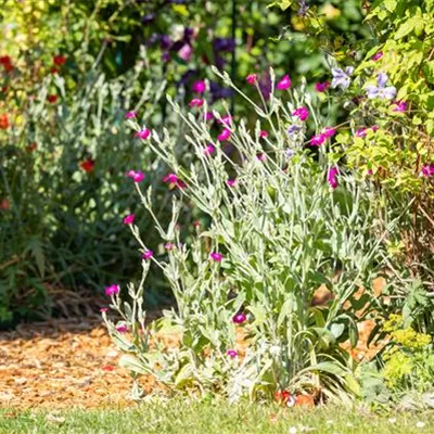 Topfgrösse 1 Liter - Vexiernelke - Lychnis coronaria