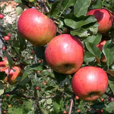 Pyramide wurzelnackt - Apfel 'Red Topaz' - Malus (Apfel) 'Topaz'