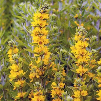 Topfgrösse 1 Liter - Goldfelberich - Lysimachia punctata