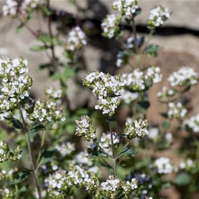 Topfgrösse 0.5 Liter - Majoran - Origanum vulgare