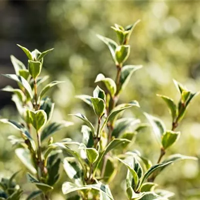 Container 50 - 60 - Duftblüte - Osmanthus heterophyllus 'Variegatus'