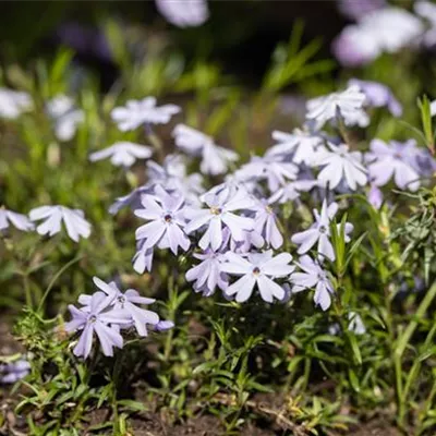 Topfgrösse 0.5 Liter - Polsterphlox - Phlox (Subulata-Gruppe) 'Emerald Cushion Blue'