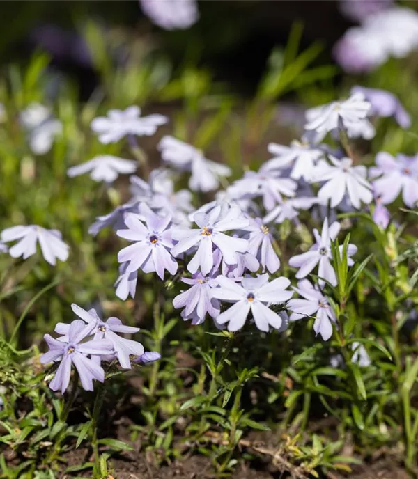 Phlox (Subulata-Gruppe) 'Emerald Cushion Blue'