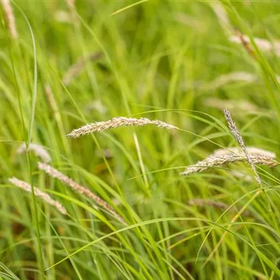 Topfgrösse 1 Liter - Herbst-Kopfgras - Sesleria autumnalis