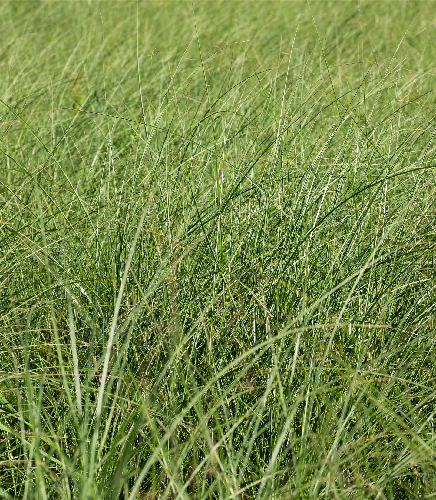 Miscanthus sinensis 'Gracillimus'