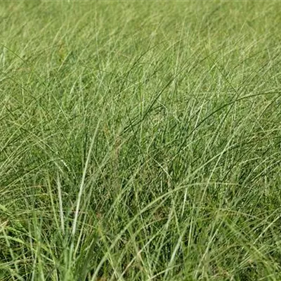 Container 7 Liter - Eulalie, Chinaschilf - Miscanthus sinensis 'Gracillimus'