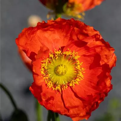 Topfgrösse 0.5 Liter - Islandmohn - Papaver nudicaule