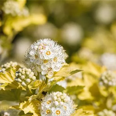 Container 70 - 80 - Blasenspiere - Physocarpus opulifolius 'Dart's Gold'