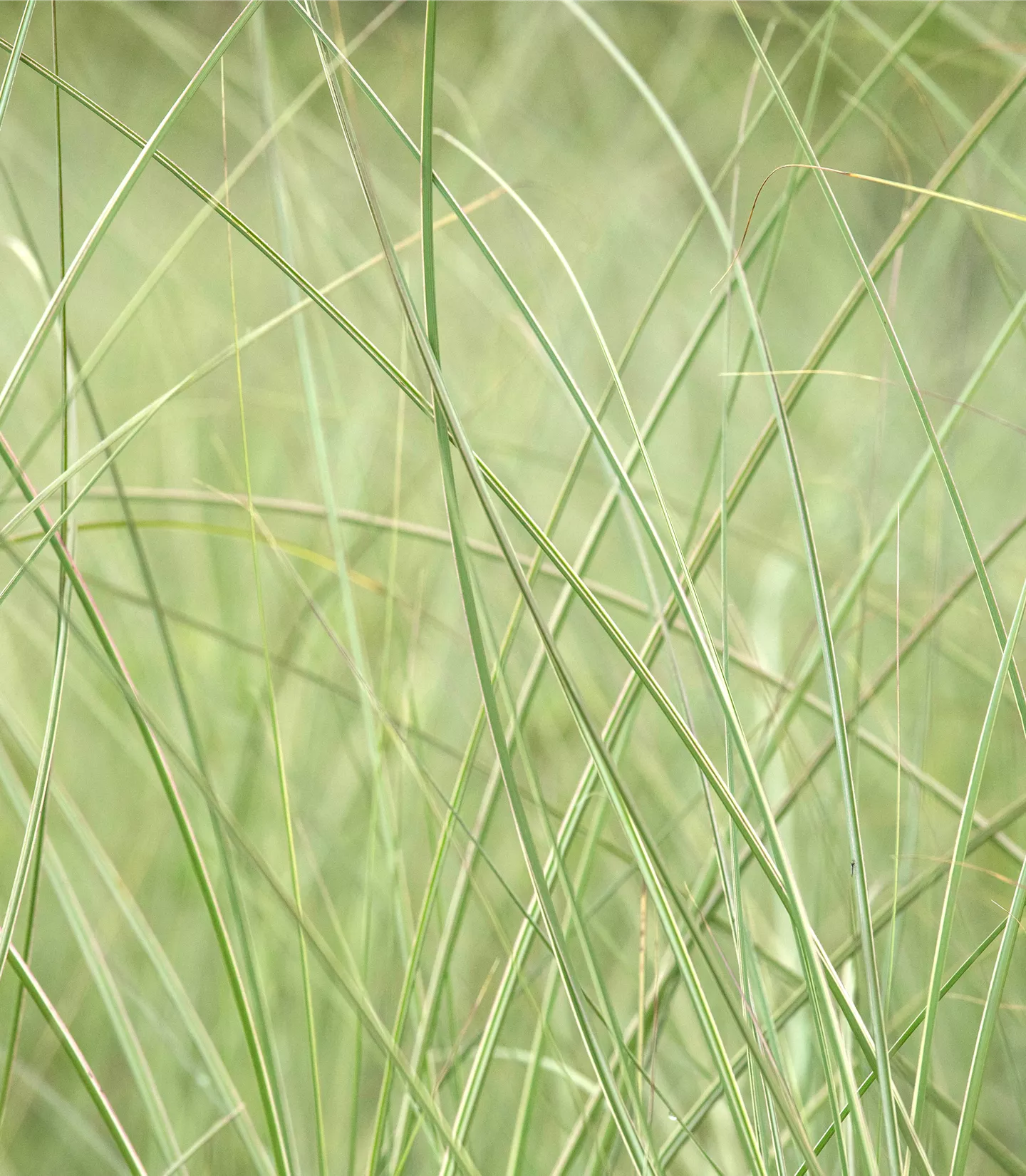 Miscanthus sinensis 'Strictus'