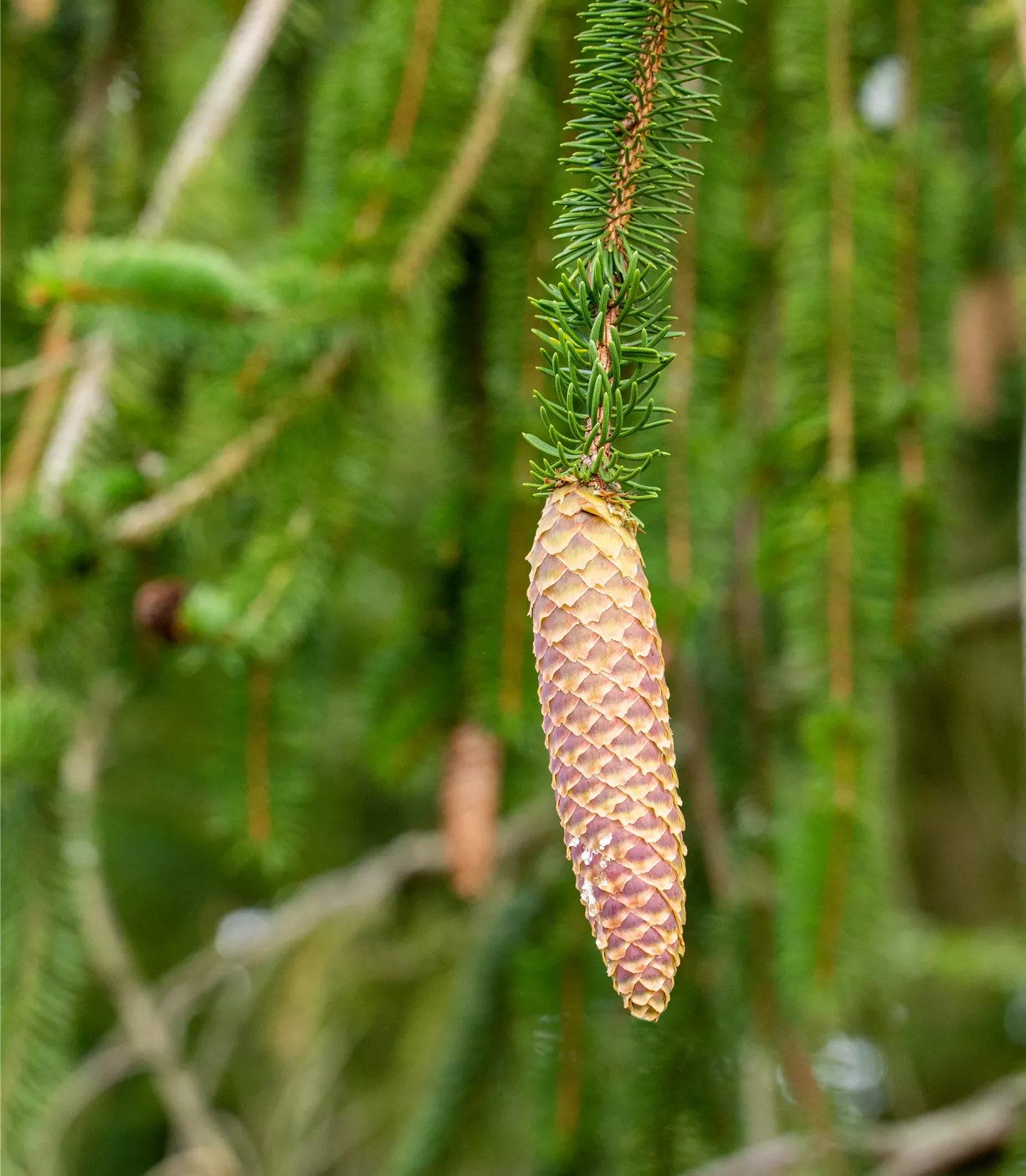 Picea abies