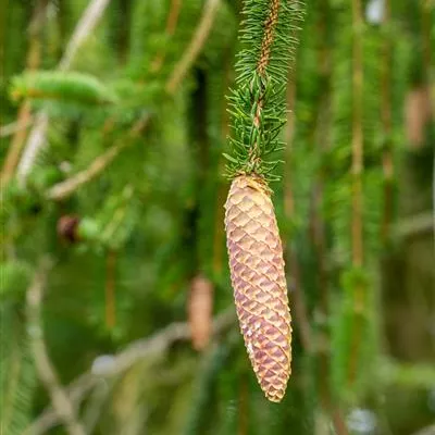 im Container 100-125 - Rottanne, Gemeine Fichte - Picea abies