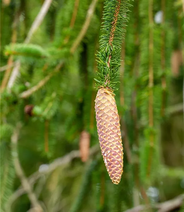 Picea abies