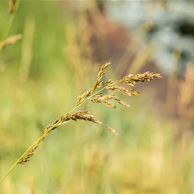 Topfgrösse 1 Liter - Pfeifengras - Molinia arundinacea 'Windspiel'